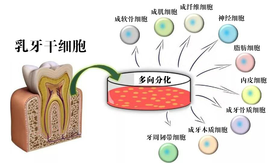 干细胞再生牙的最新新闻与研究进展